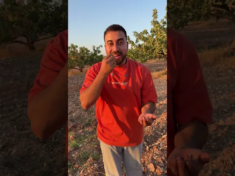 الفستق الحلبي في موريك سوريا #الخميائي