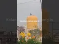 Download Lagu Travellning#information#pigeon#Kabuthar..ja ja ja song lo#nature