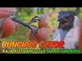 Download Lagu AKHIRNYA DAPAT JUGA!PIKAT AJARAN JADI BULAN²AN RAJA KUTILANG LIAR INI 😵