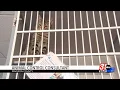 Madison County hires expert to address animal control issues