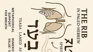 האישה כצלע חשיפת הפרספקטיבות המקראיות וההיסטוריות 