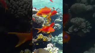 حسن قاسم   دندنها