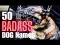 50 Badass Dog Names for Male Dogs Unleash Your Dog s Inner Warrior