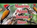 Download Lagu Pelatuk Bawang Gacor