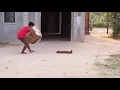 Download Lagu Pegadinha Com Cachorros 😂🤣
