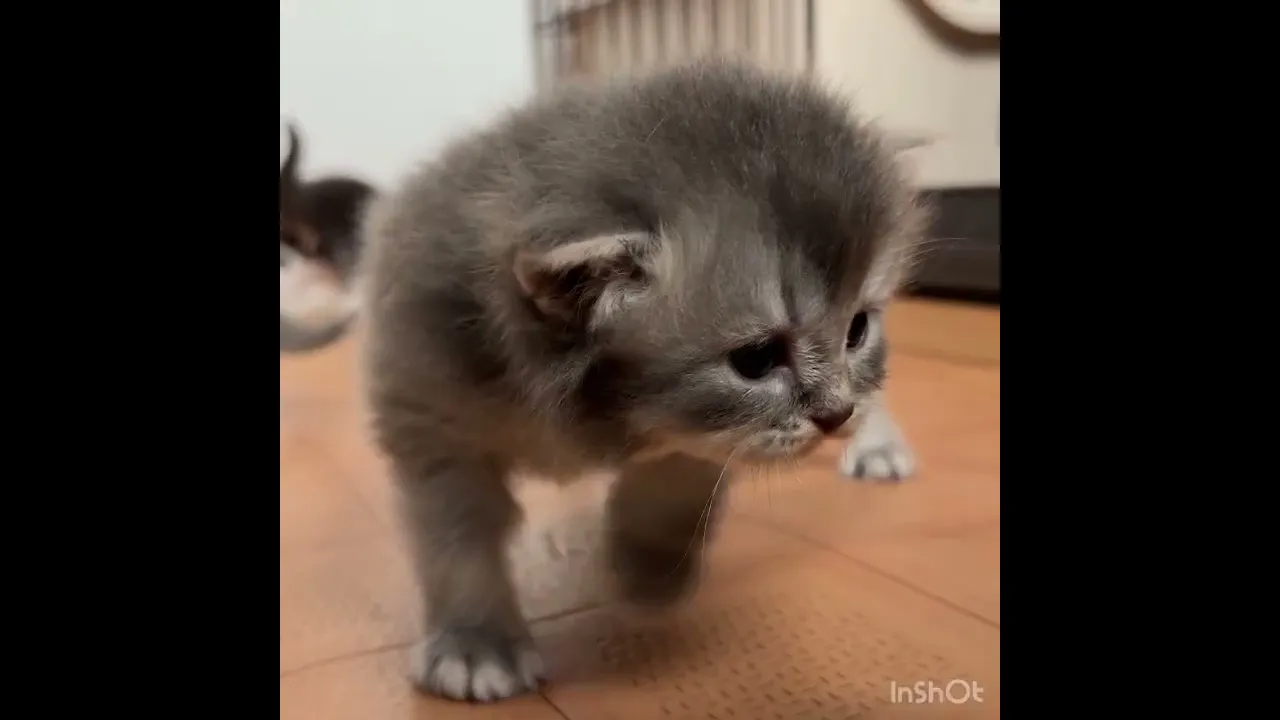 動画