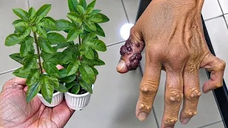 Apenas 1 folha dessa limpa tudo!!