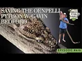 Saving The Oenpelli Python W Gavin Bedford