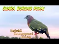 Download Lagu SUARA PIKAT BURUNG PUNAI