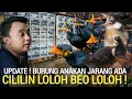 Lagu PERTAMA ADA ! ANAKAN CILILIN TERBARU BEO LOLOH HARGA BIKIN PENGEN BELI DI PASAR BURUNG PRAMUKA 