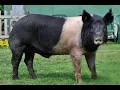 Hampshire Pig Facts All You Need To Know