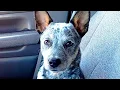 FUNNY Puppy Tricks Herding Ball Mini Zippy Blue Heeler Australian Cattle Dog Too Crazy Cute