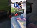 Download Lagu Orang ini membuktikan, mancing ikan besar tidak perlu menggunakan umpan. #fish #fishing #shorts