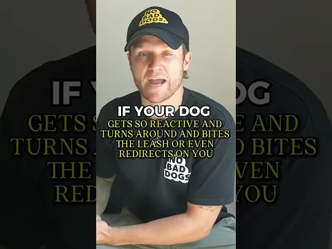 If Your Reactive Dog Bites the Leash or Redirects on You
