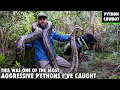 My Python Hunting Dog Was Almost Taken Out By This Giant Python