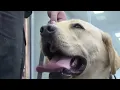 Greene County Jail adds new K9 unit