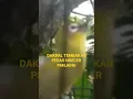Download Lagu DAKBAL PEDAS TEMBAKAN NGECER PANJANG@rudipekatiksatset