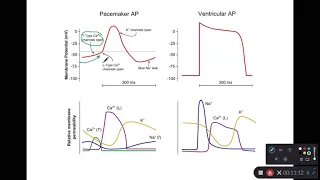 PhysioEx Ex 6 CAP and Pacemaker Graphs