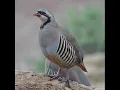 Dağlar Dağımdır Benim - Güler Duman - Elazığ / Palu