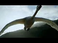 Download Lagu Wings Flapping Soaring Sound Effect