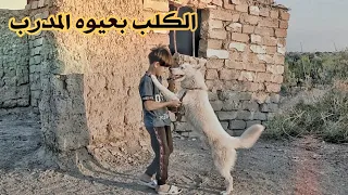 الكلب الابيض بعيوه فلمكم 