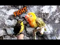 Heboh!!!LoveBird VS Sogok Ontong