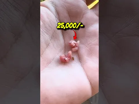 25,000/- ka Pets ! #minivlog #shorts