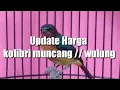 Download Lagu Update Harga Burung Kolibri Wulung // Kolibri Muncang
