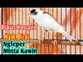 Download Lagu Suara Pancingan Kenari Kawin Paling Jitu || Sekali Putar Kenari Langsung Ngleper Minta Kawin