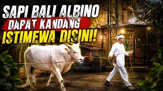 Dengan cara ini, Sapi Bali Albino jadi terlihat lebih gagah dari sebelumnya!