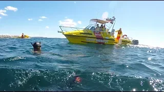 Great White Shark spotted at Sydney Beach, lifesavers to our rescue!