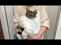 Download Lagu 生まれて初めてお風呂で洗われてびちょ濡れになった保護猫がこうなっちゃいました…