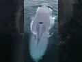 Download Lagu Blue Whale: The Largest Animal In The World