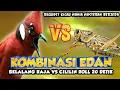 Download Lagu PALING NGEDAAANN KOMBINASI BELALANG RAJA SAMBUNG CILILIN NGEROL 20 DETIK || BELALANG RAJA VS CILILIN