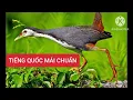 Download Lagu Tiếng Quốc Mái Chuẩn. #Kimmaosuvuong #tiengchimquoc