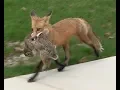 Amazing footage of happy Red Fox carrying sad rabbit in St Louis neighborhood
