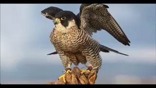 يا طير ألبرني Ya Tir El Borni  يا طير ألبرني Ya Tir El Borni