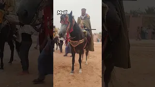 ركب لبيض سيد الشيخ فنتازيا الجزائر 800 