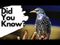 Things you need to know about STARLINGS