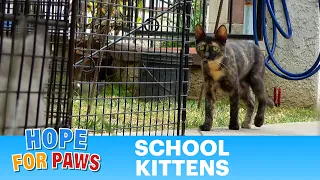 Mom wouldn't leave her kitten behind even at the cost of walking into a trap!