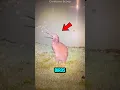 Download Lagu Burung-burung Ini Membuat Suara Paling Menyeramkan di Alam Liar😱