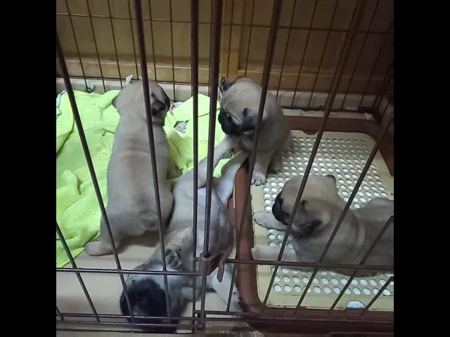 動画