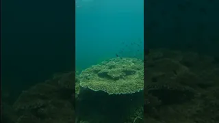 LIVING ON THE OCEAN – ADVENTURE BOATLIFE #shorts #sailing #boatlife