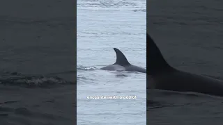 Orca Encounter in the San Juan Islands (Pacific Northwest)