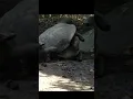 Download Lagu Sound of Aldabra Giant Tortoise mating | Aldabrachelys gigantea mating Sound 🐢