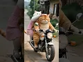 Lagu When Orange Cat Saw His Wife 😍 புதுப் பொண்ணு மாரியே இருக்க! ❤️😂