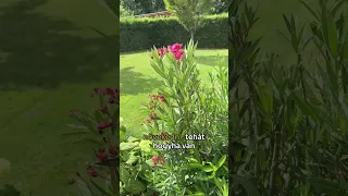 Kiültethető a leander szabadföldbe?