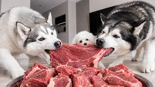 Собаки и куча МЯСА ОДНИ ДОМА! Скрытая камера!