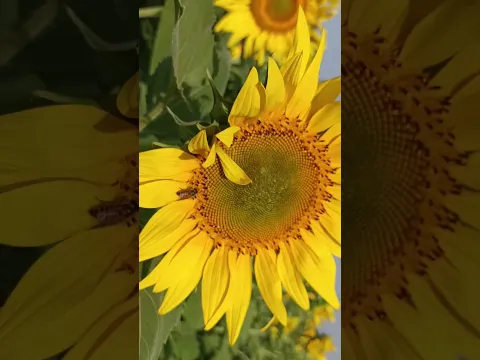 आपले सूर्यफूल