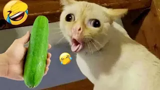 Funniest Dogs and Cats 2025 🐶😼|| Try Not To Laugh Challenge 😜